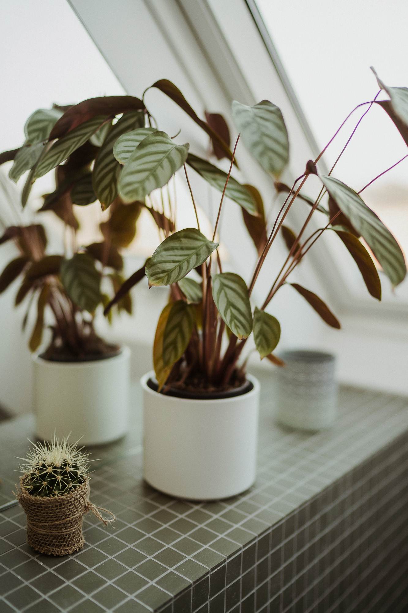 Pflanze und Detail im Badezimmer - White Studio